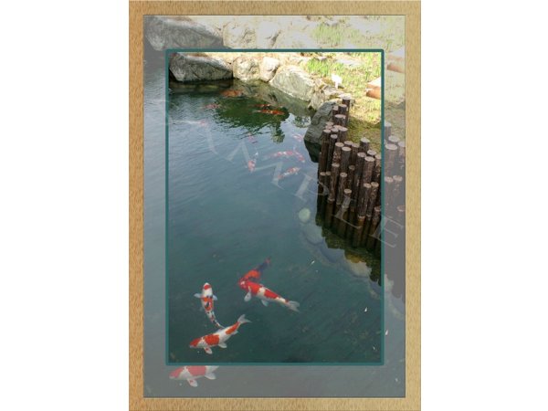 foto nr. 3 van deze Koi Overige , 