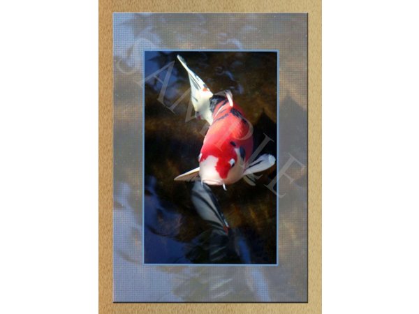 foto nr. 2 van deze Koi Overige , 