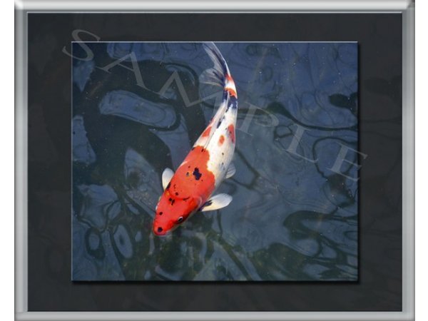 foto nr. 10 van deze Koi Overige , 