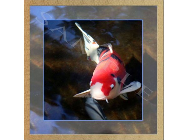 foto nr. 1 van deze Koi Overige , 