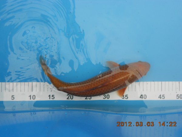 foto nr. 2 van deze Koi Ochiba Shigure , 