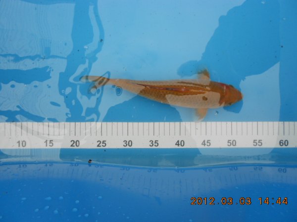 foto nr. 4 van deze Koi Ochiba Shigure , 