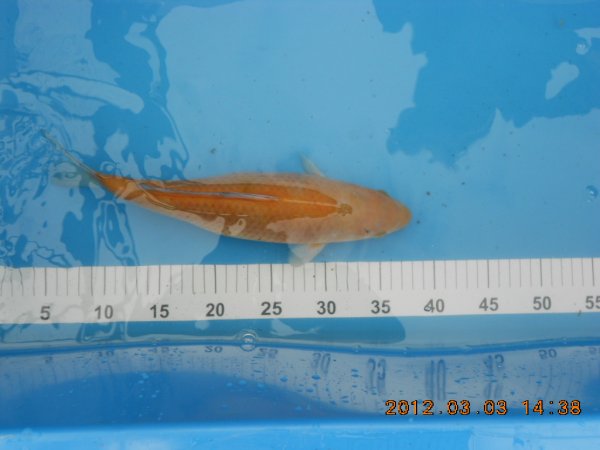 foto nr. 3 van deze Koi Ochiba Shigure , 