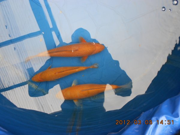 foto nr. 1 van deze Koi Ochiba Shigure , 