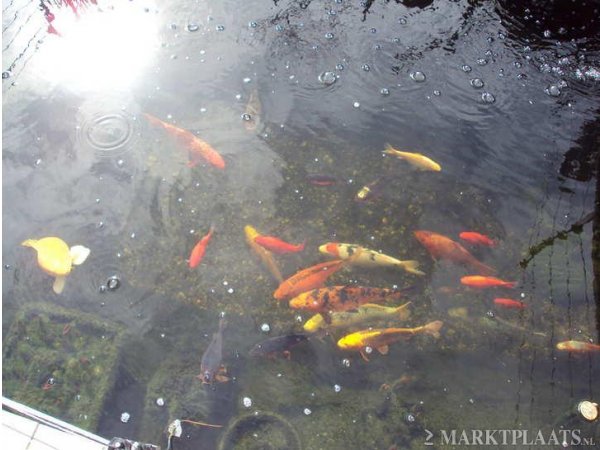 foto nr. 1 van deze Koi Overige , 