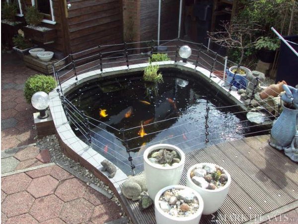 foto nr. 3 van deze Koi Overige , 