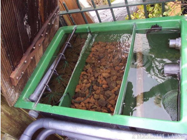 foto nr. 2 van deze Koi Overige , 