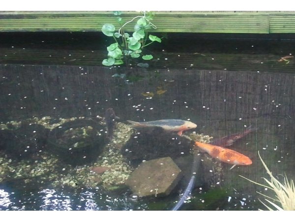 foto nr. 1 van deze Koi Overige , 