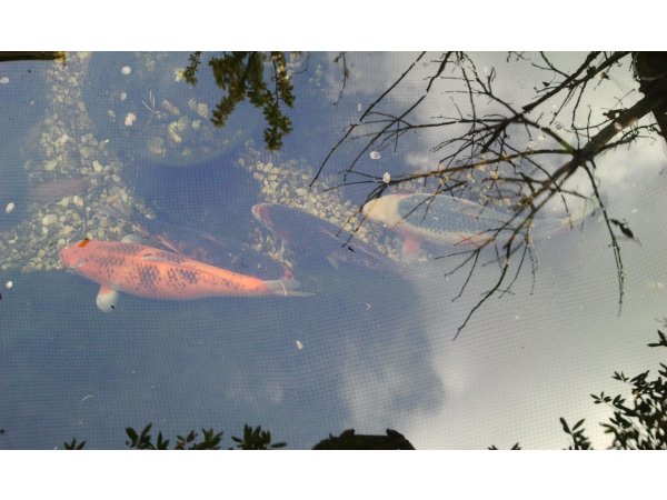 foto nr. 2 van deze Koi Overige , 