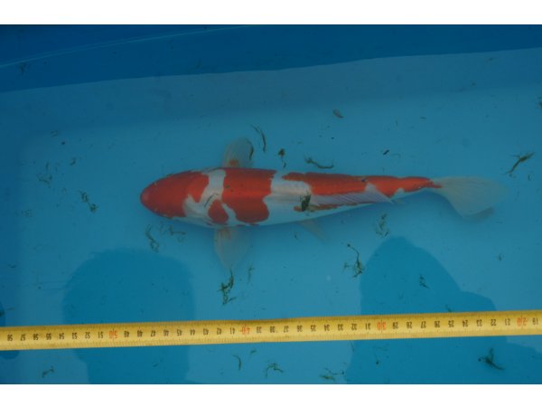 foto nr. 1 van deze Koi Doitsu Kohaku , 