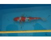 Koi Doitsu Kohaku voor T.e.a.b.