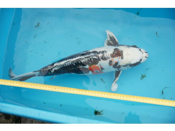 foto nr. 1 van deze Koi Overige , 