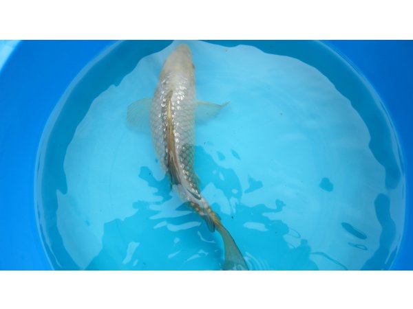 foto nr. 1 van deze Koi Chagoi , 