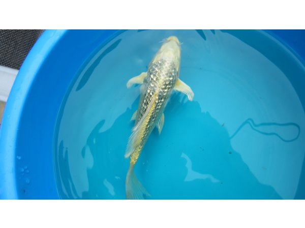 foto nr. 1 van deze Koi Yamabuki Ogon , 