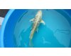 Koi Yamabuki Ogon voor € 20,00