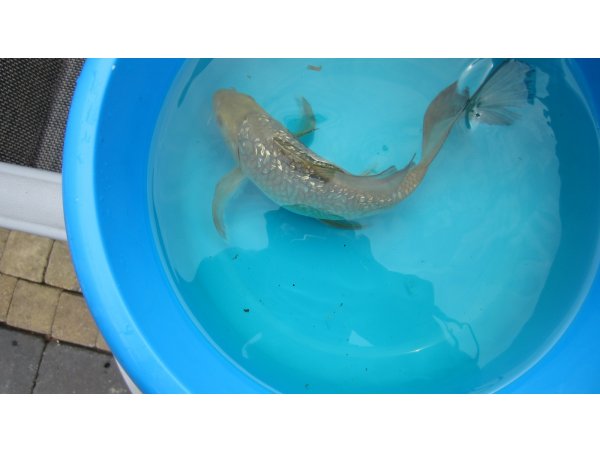 foto nr. 1 van deze Koi Ochiba Shigure , 