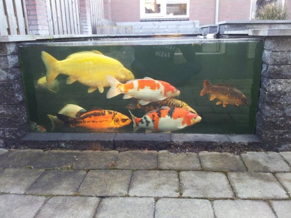 foto nr. 6 van deze Koi Overige , 