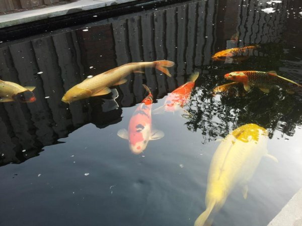 foto nr. 1 van deze Koi Overige , 