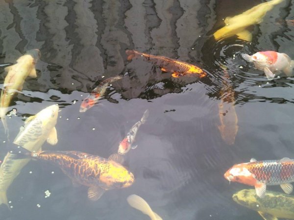 foto nr. 3 van deze Koi Overige , 