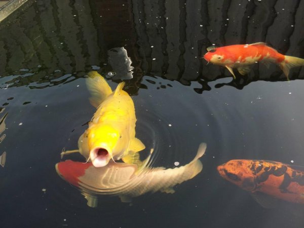 foto nr. 4 van deze Koi Overige , 