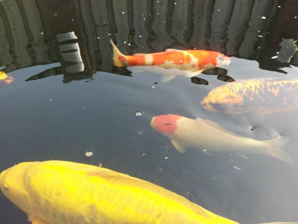foto nr. 5 van deze Koi Overige , 