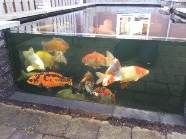foto nr. 2 van deze Koi Overige , 