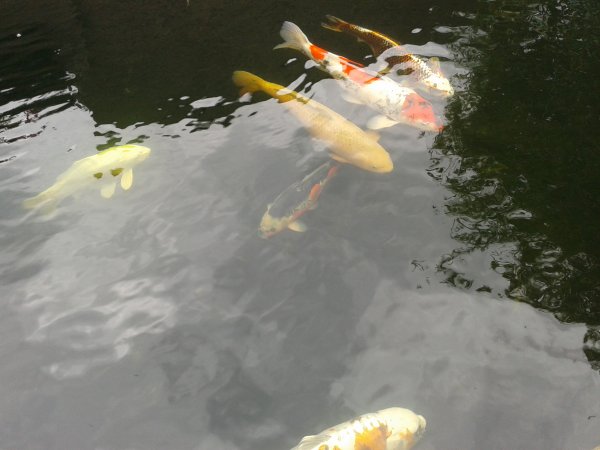 foto nr. 1 van deze Koi Overige , 