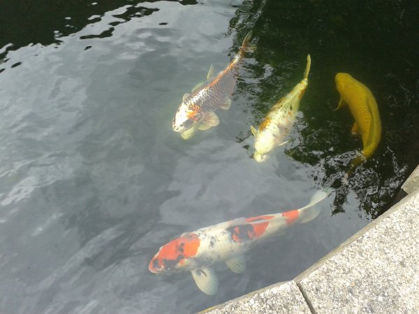 foto nr. 2 van deze Koi Overige , 