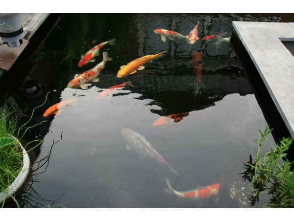 foto nr. 2 van deze Koi Overige , 