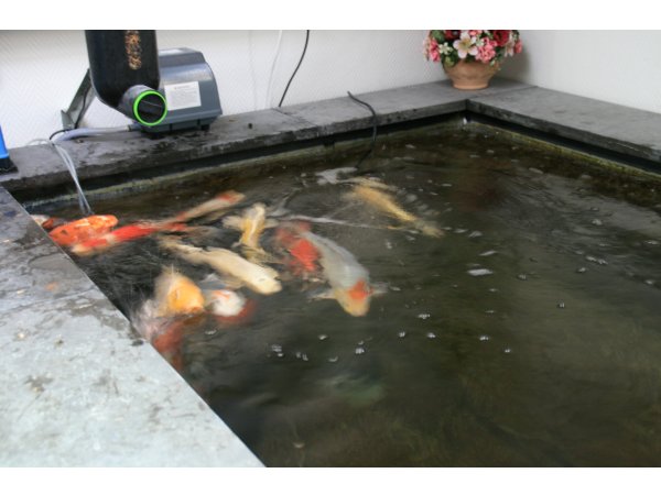 foto nr. 3 van deze Koi Overige , 