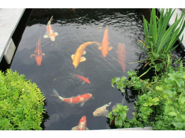 foto nr. 1 van deze Koi Overige , 