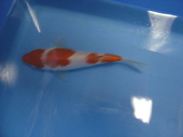 foto nr. 1 van deze Koi Inazuma Kohaku , 