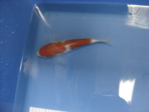 foto nr. 2 van deze Koi Inazuma Kohaku , 