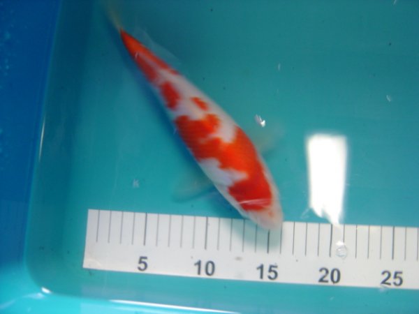 foto nr. 3 van deze Koi Inazuma Kohaku , 