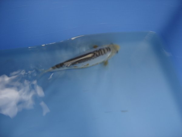 foto nr. 2 van deze Koi Shusui , 