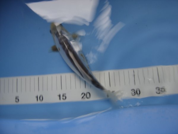 foto nr. 1 van deze Koi Shusui , 