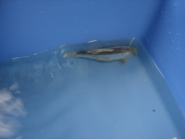 foto nr. 3 van deze Koi Shusui , 