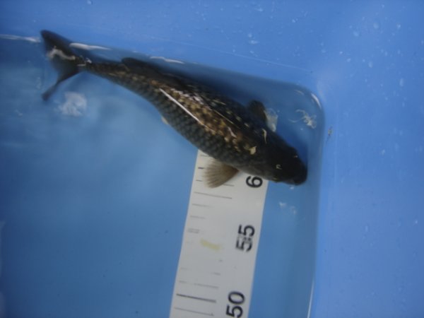 foto nr. 1 van deze Koi Ginrin Chagoi , 