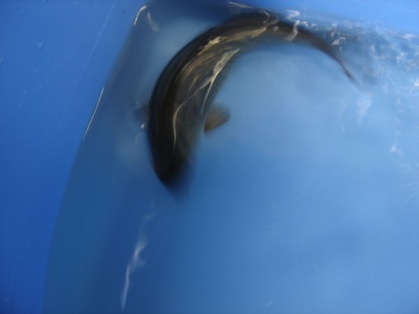 foto nr. 3 van deze Koi Ginrin Chagoi , 