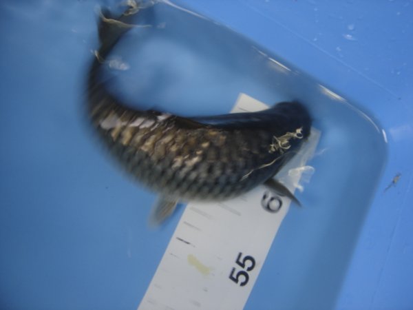 foto nr. 2 van deze Koi Ginrin Chagoi , 