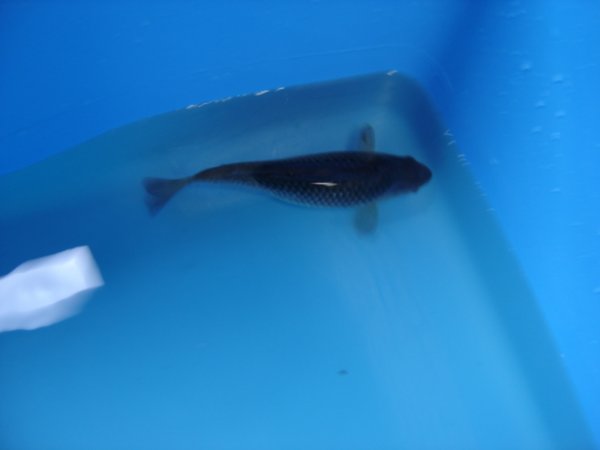 foto nr. 2 van deze Koi Sora Goi , 