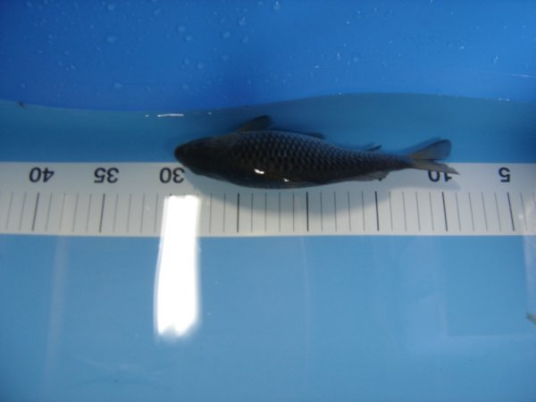 foto nr. 1 van deze Koi Sora Goi , 