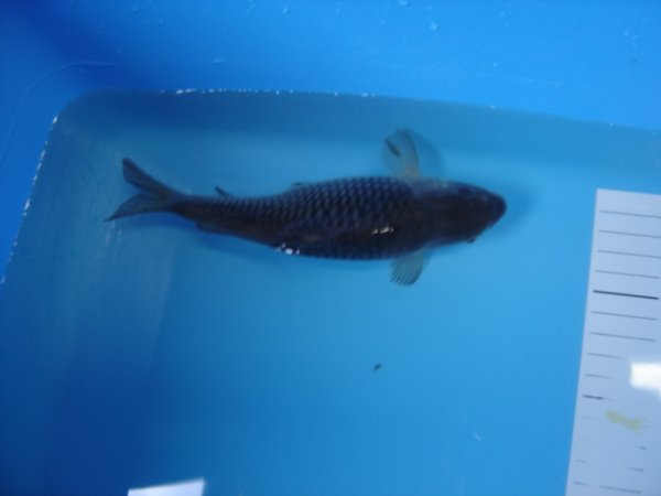 foto nr. 3 van deze Koi Sora Goi , 