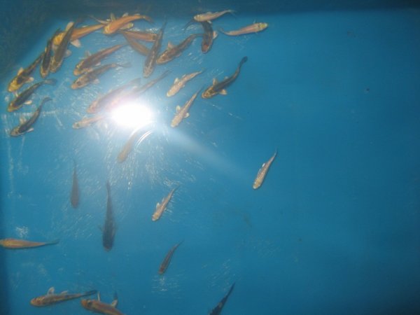 foto nr. 1 van deze Koi Overige , 