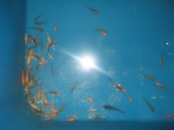 foto nr. 2 van deze Koi Overige , 