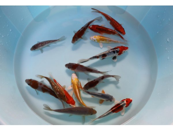 foto nr. 1 van deze Koi Overige , 