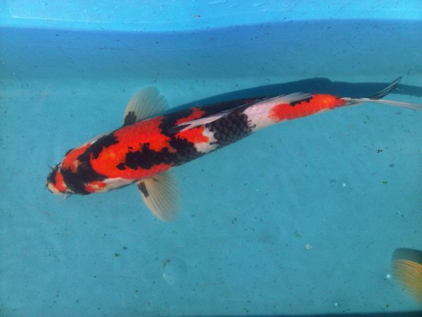 foto nr. 1 van deze Koi Hi Showa , 