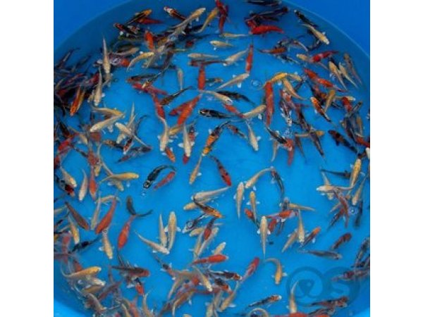 foto nr. 1 van deze Koi Overige , 