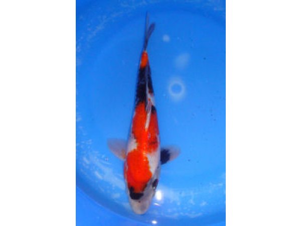 foto nr. 1 van deze Koi Overige , 