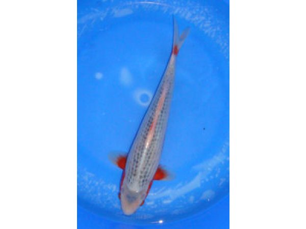 foto nr. 3 van deze Koi Overige , 